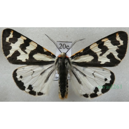 Parasemia plantaginis (Linnaeus, 1758) form white Niedźwiedziówka babkówka, misiówka czwórka Poland20e